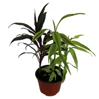 Planta dracaena sanderiana