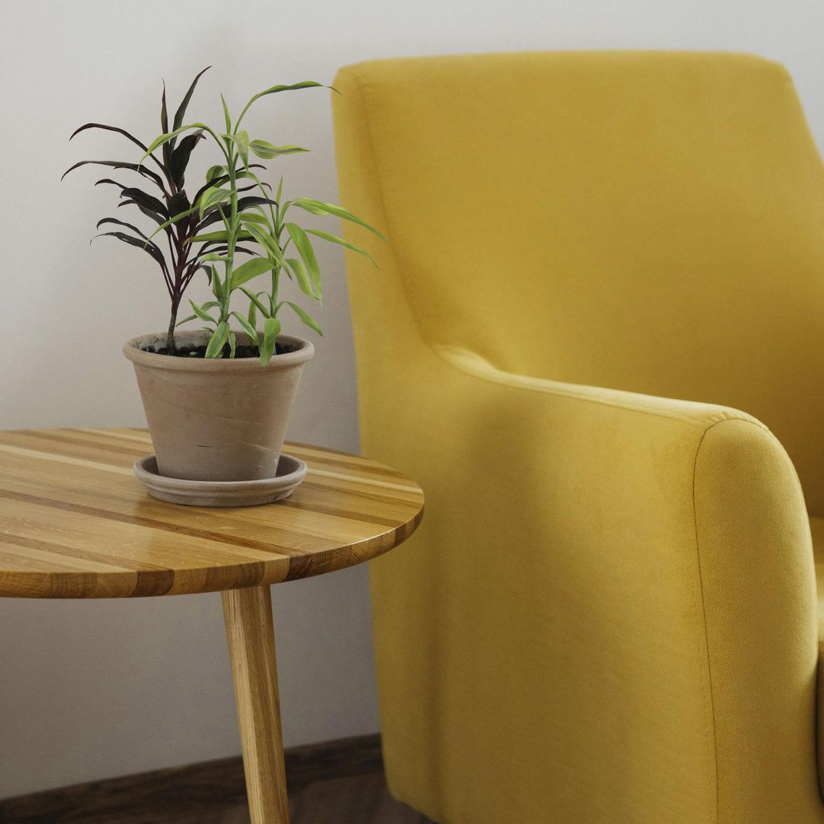 Conaplor - Planta dracaena sanderiana