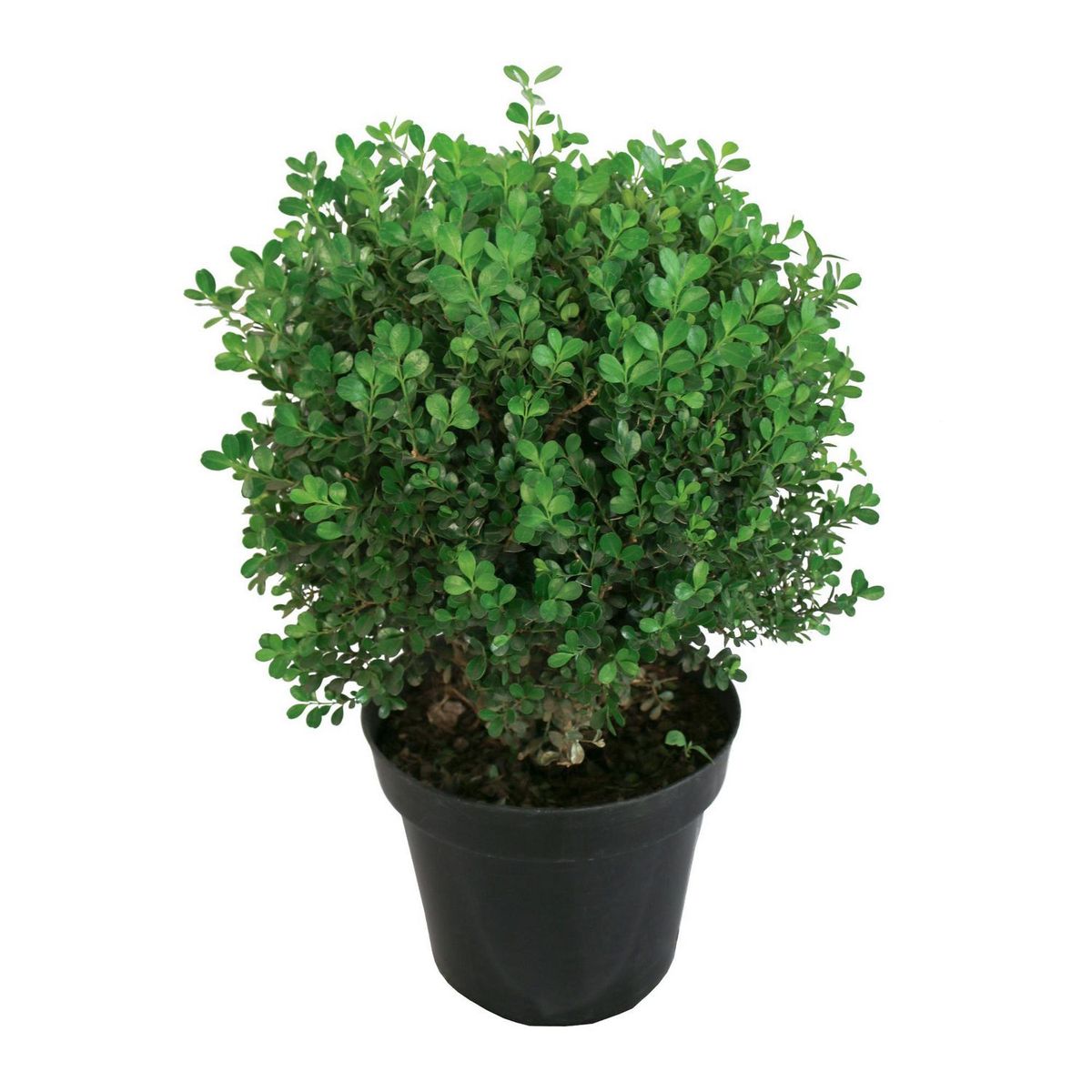 Conaplor - Planta buxos arrayán bola chica