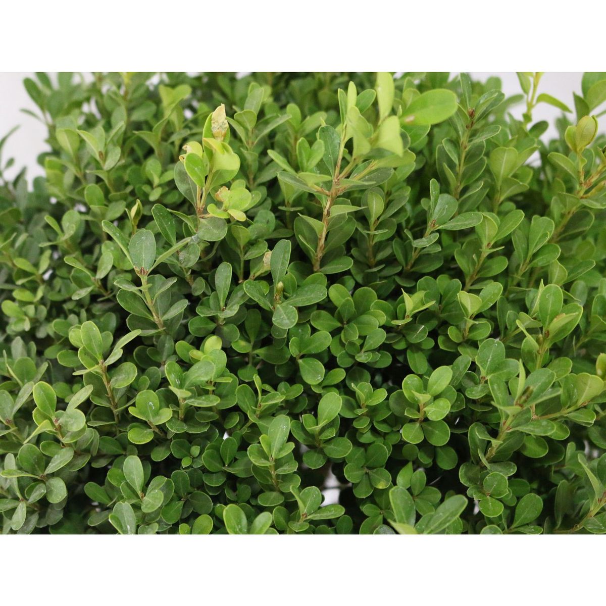 Conaplor - Planta buxos arrayán bola chica