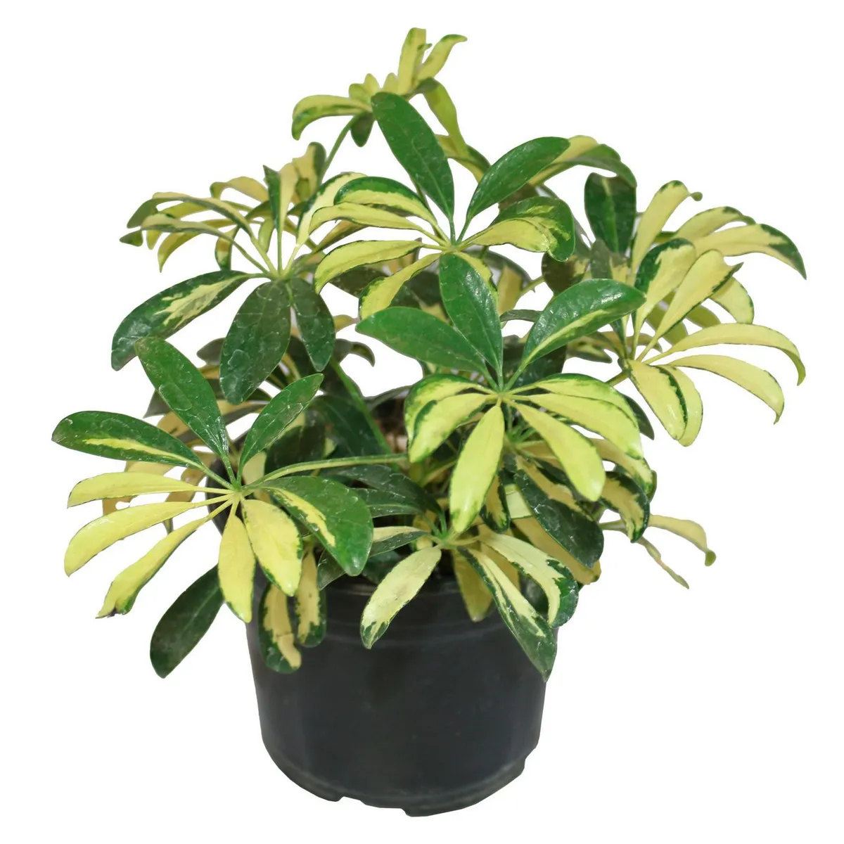 Planta arboricola mini gold, marca Conaplor - Foto Principal