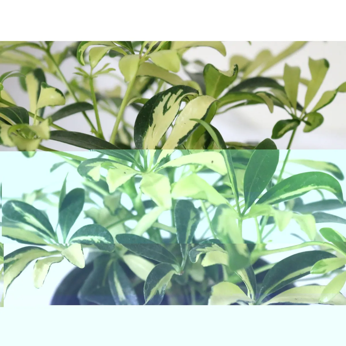 Planta arboricola mini gold, marca Conaplor - Foto 2