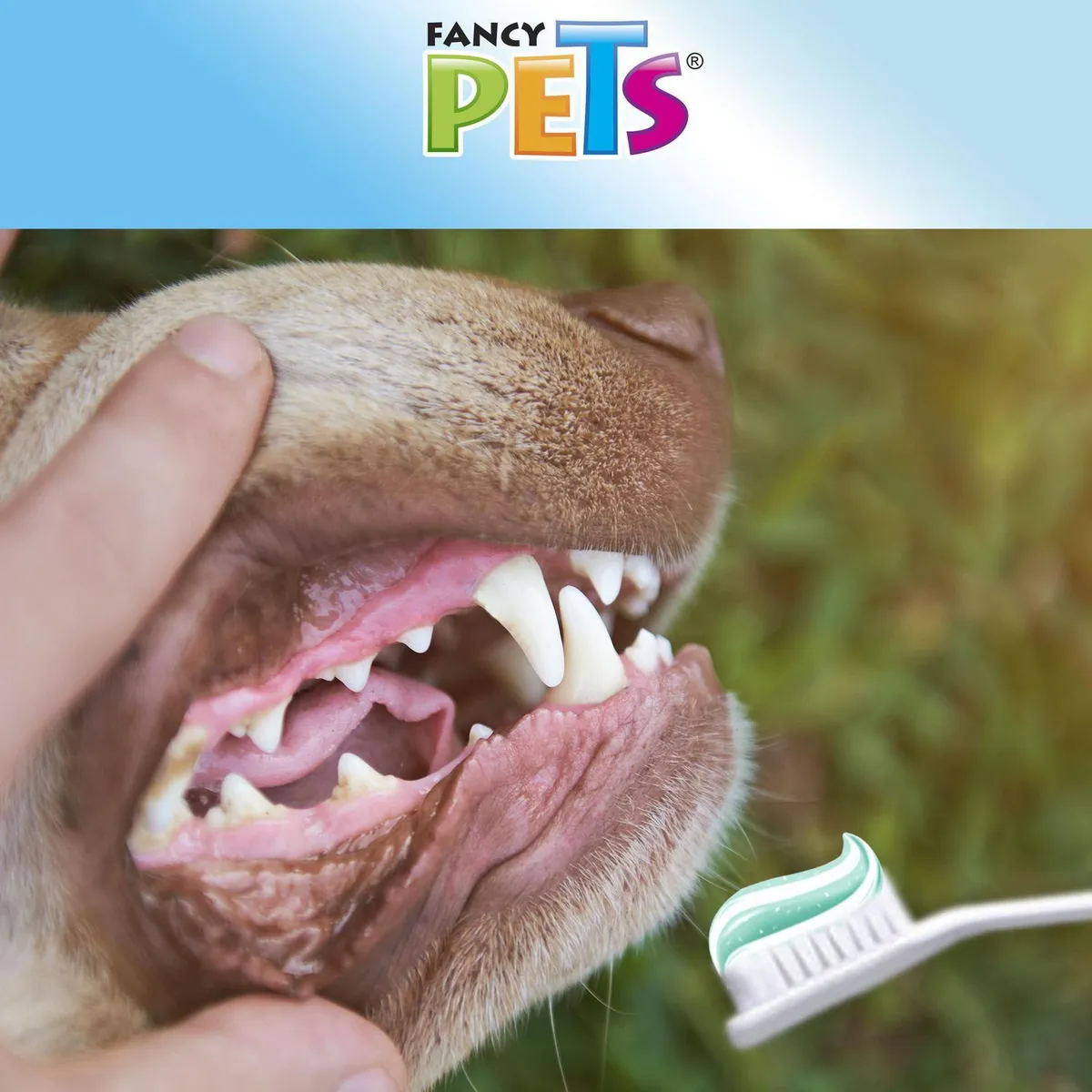 Kit pasta y cepillo, marca Fancy Pets - Foto 2