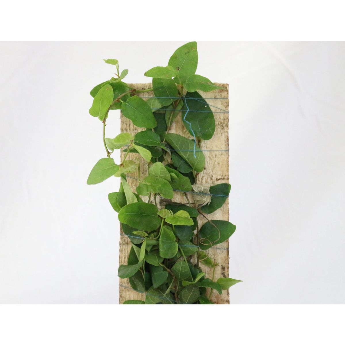 Conaplor - Planta moneda verde con tutor