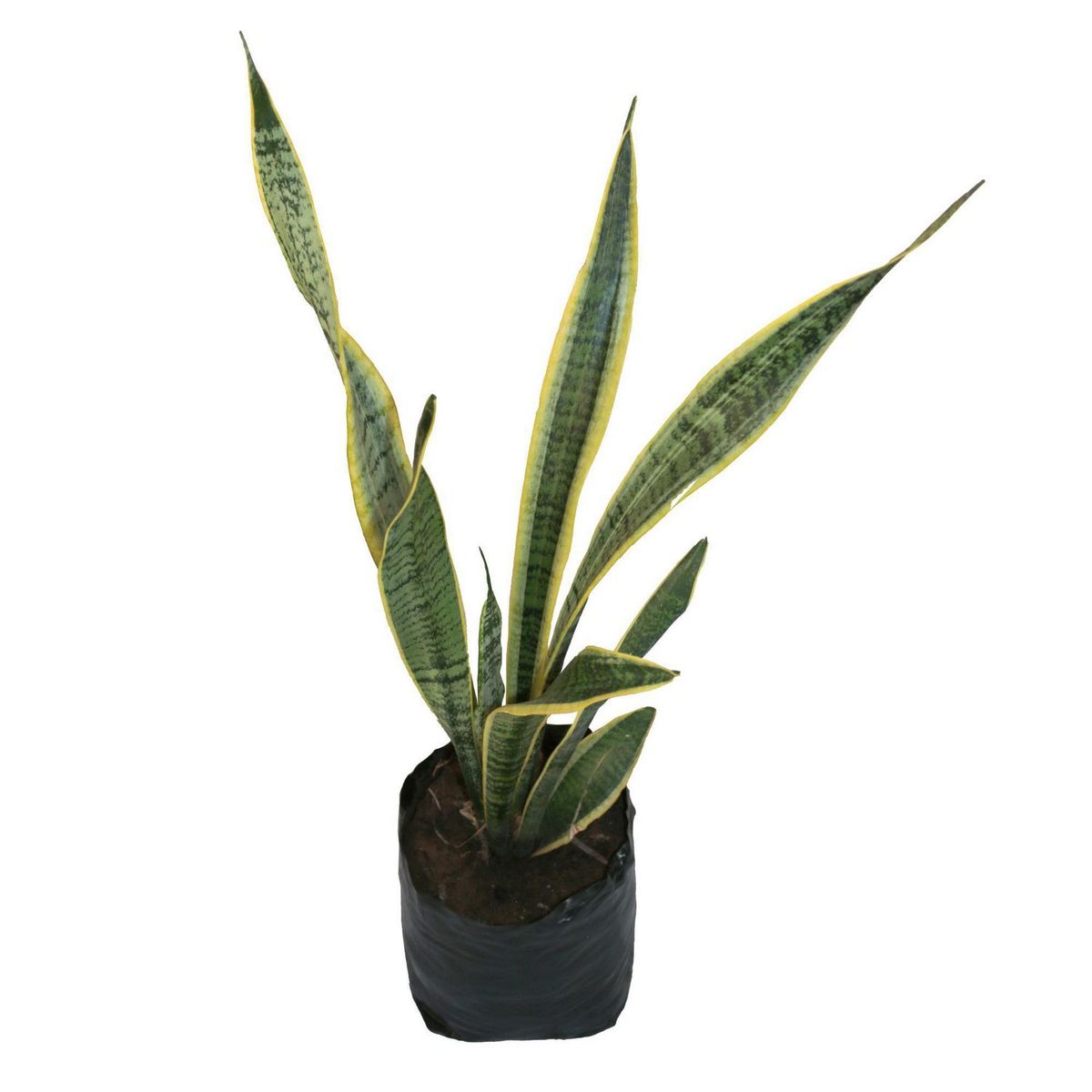 Planta sanciveria, marca Conaplor - Foto Principal