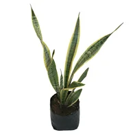 Planta sanciveria