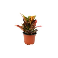 Planta crotón petra