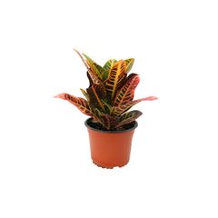 Planta crotón petra