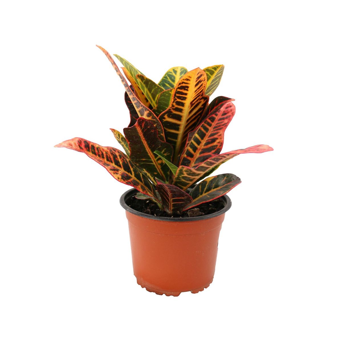 Conaplor - Planta crotón petra