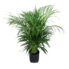 Planta palma areka
