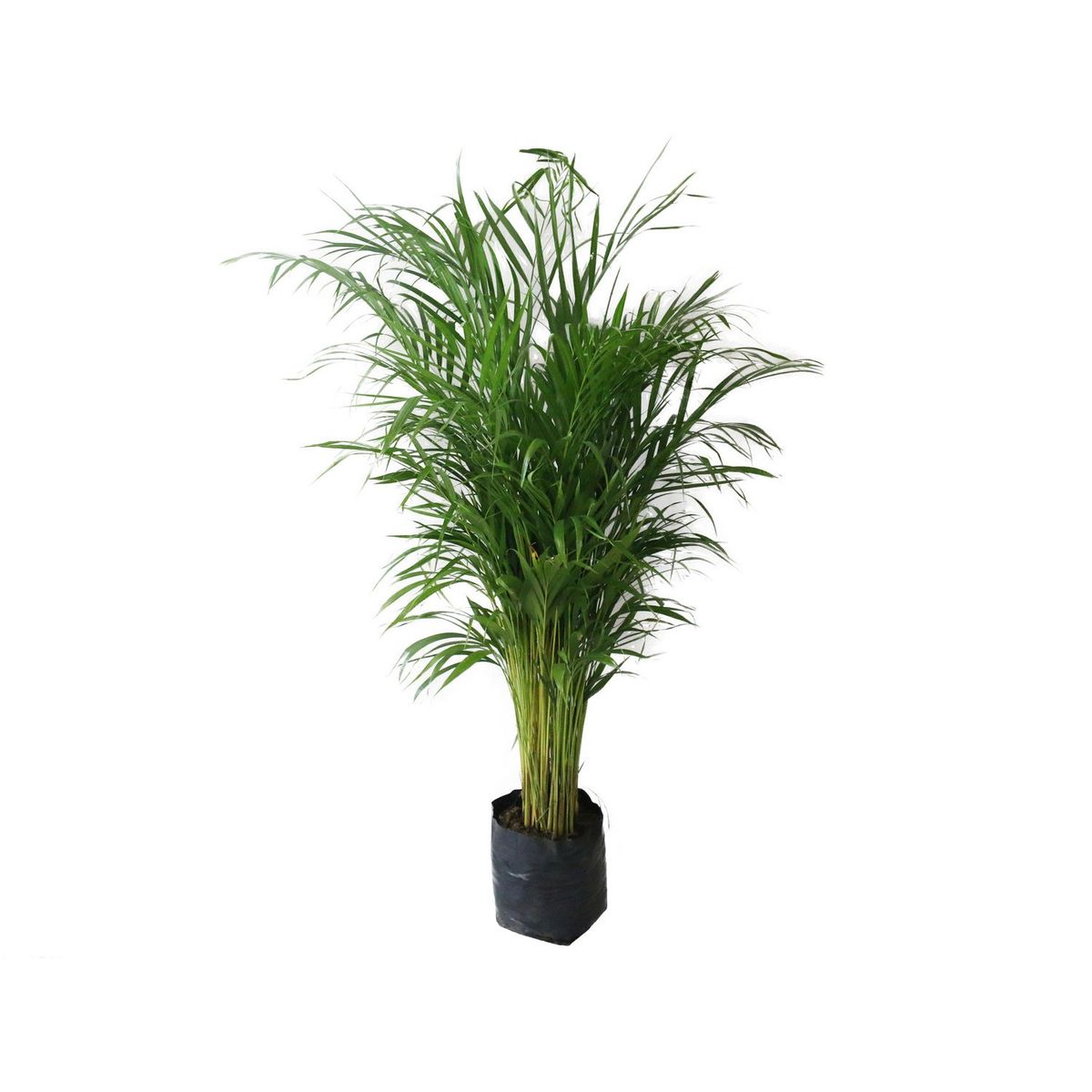 Conaplor - Planta palma areka