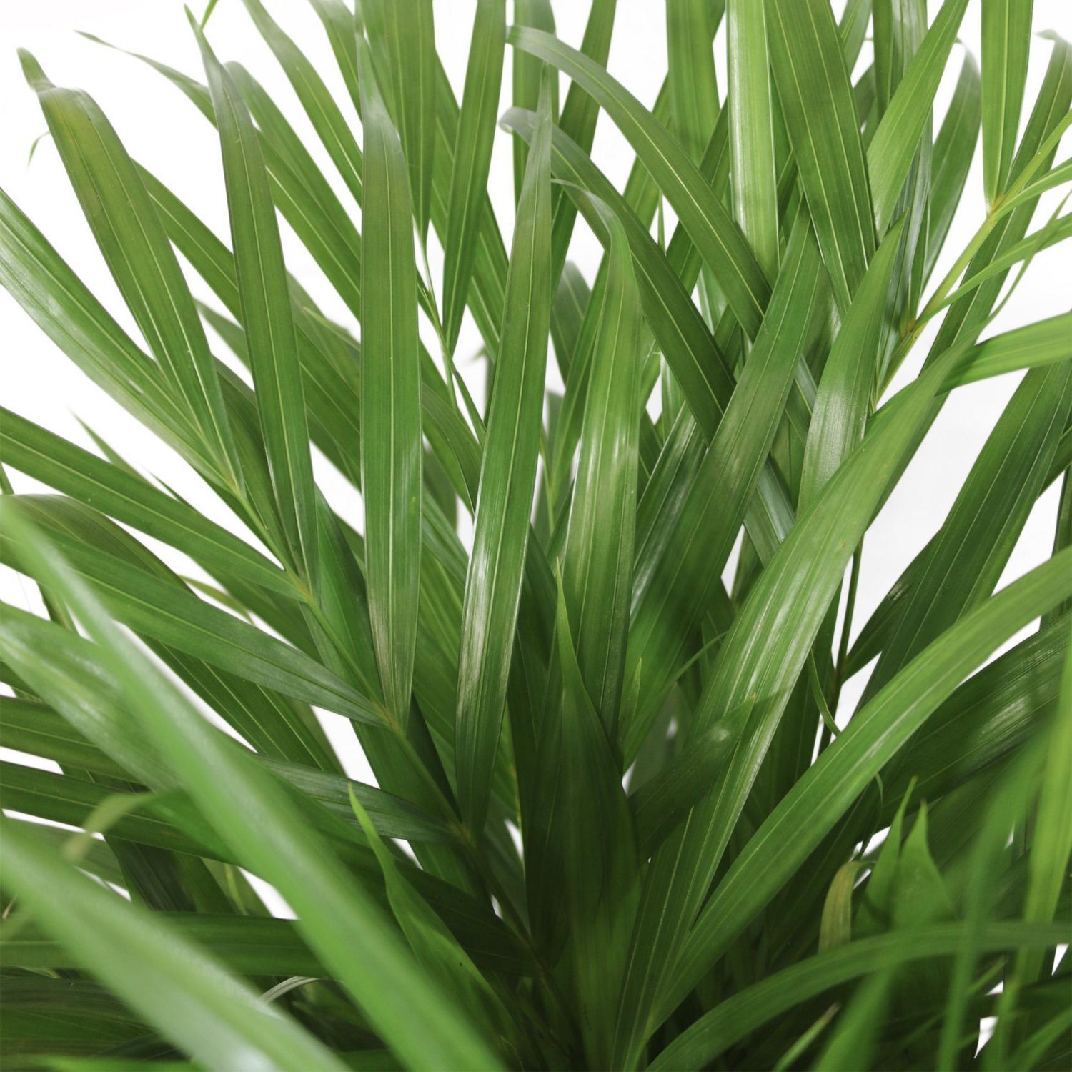 Planta palma areka