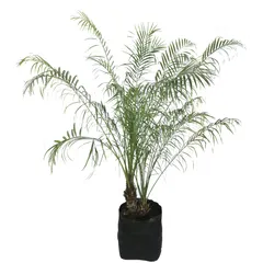 Planta robelina