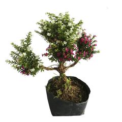 Planta trueno transformer