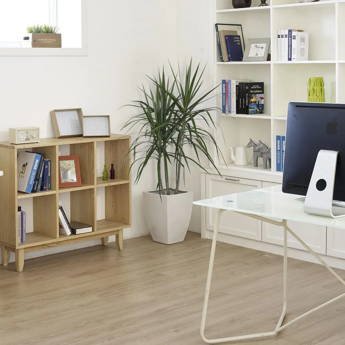 Conaplor - Planta drácena marginata