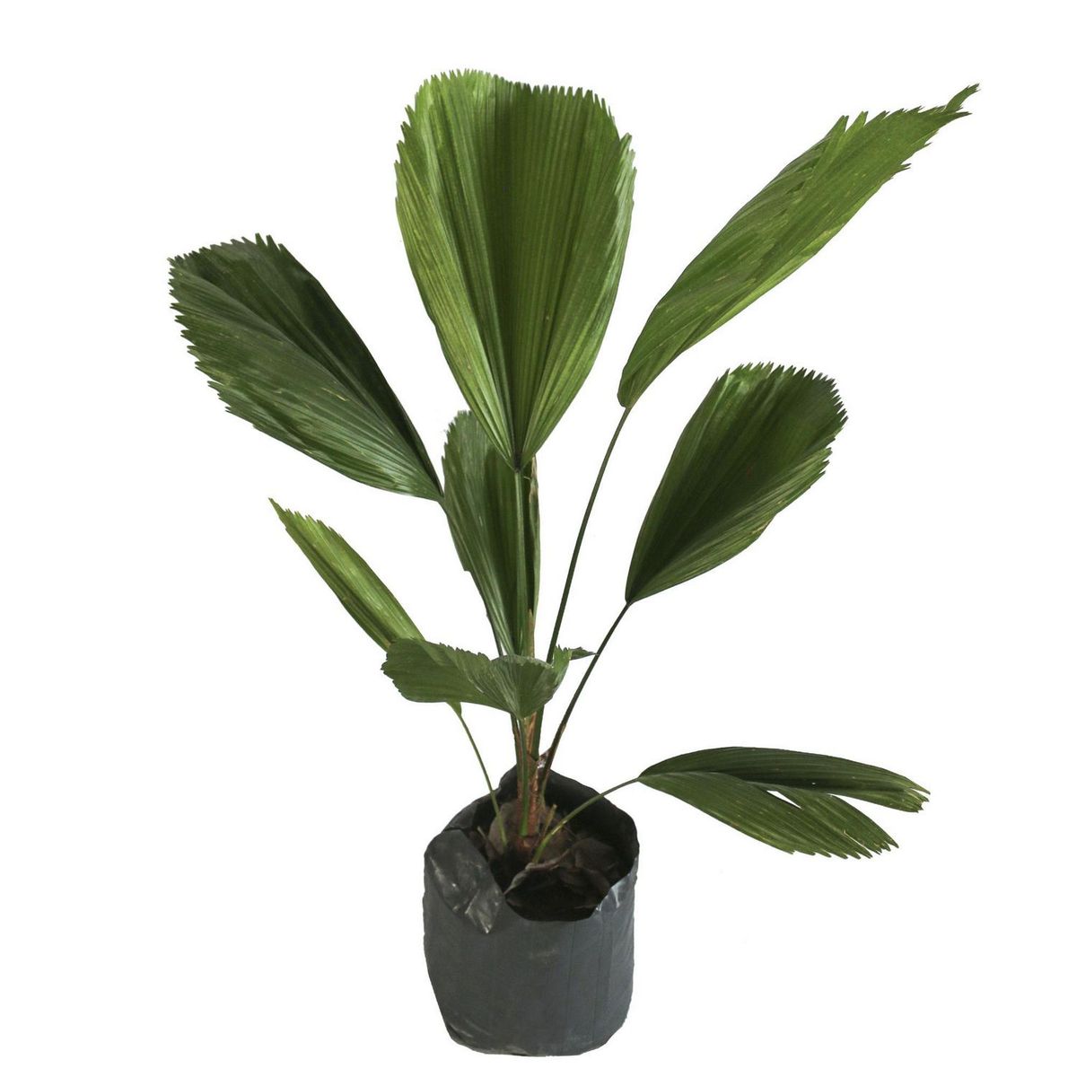 Conaplor - Planta palma licuala