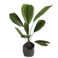 Planta palma licuala