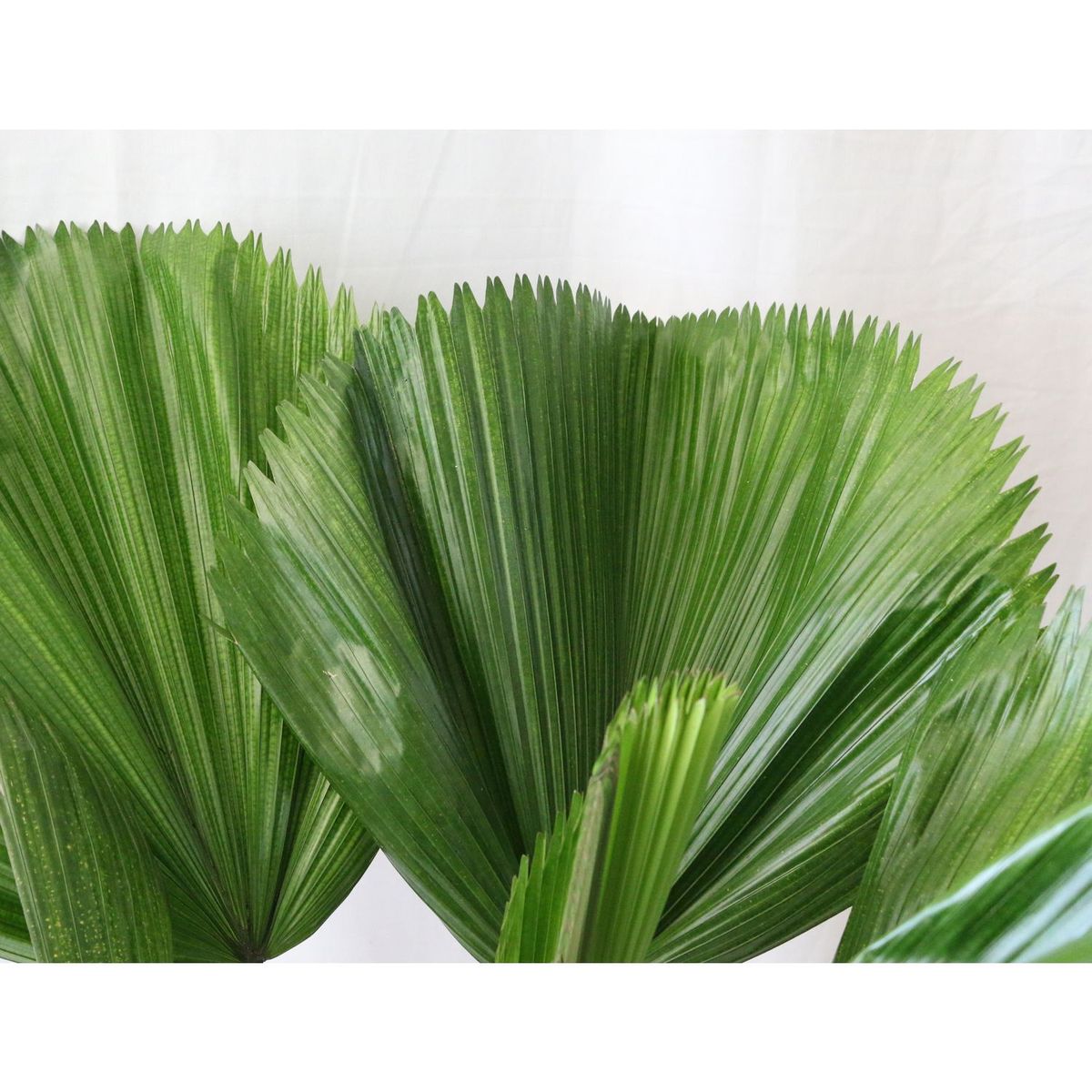 Conaplor - Planta palma licuala