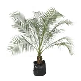 Planta palma robelina