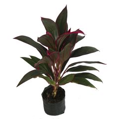 Planta drácena roja