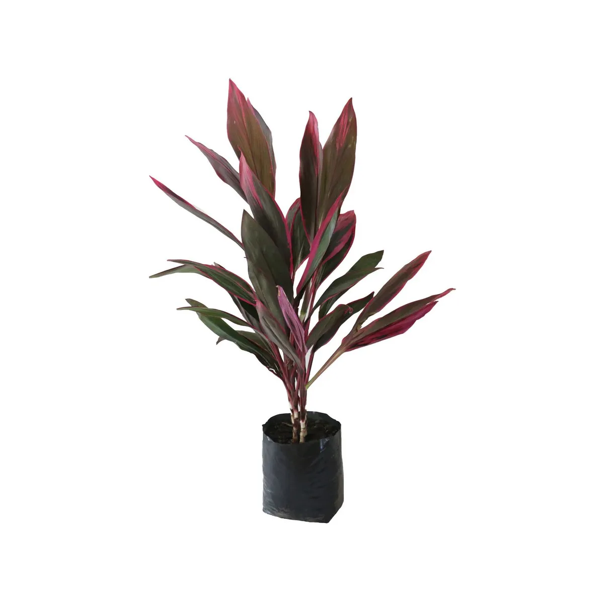 Conaplor - Planta drácena roja