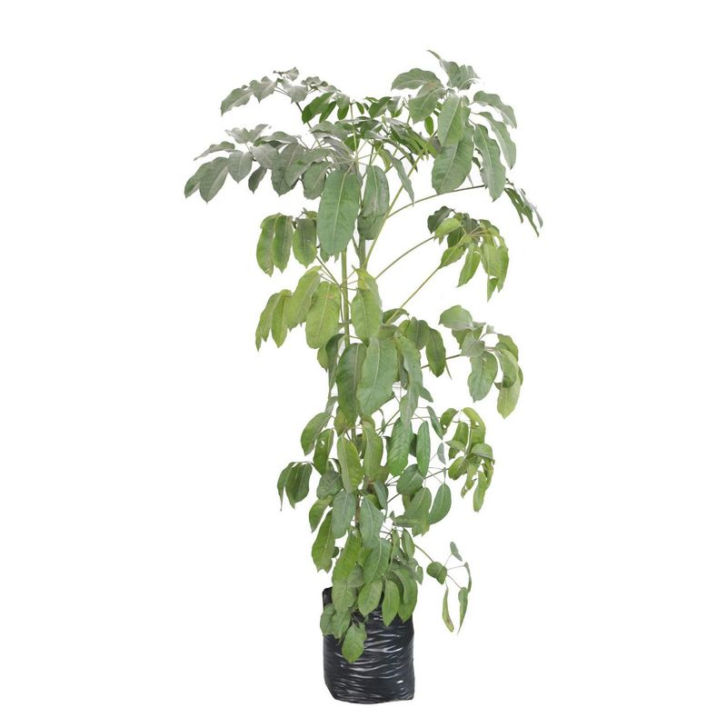 Conaplor - Planta aralea scheflera