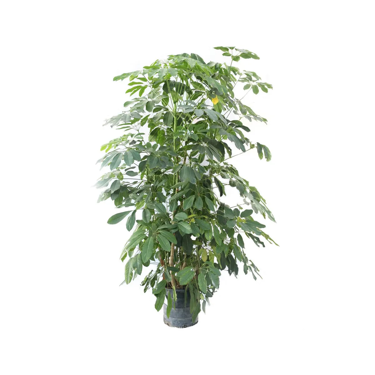 Conaplor - Planta aralea scheflera