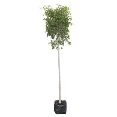 Planta ficus bola