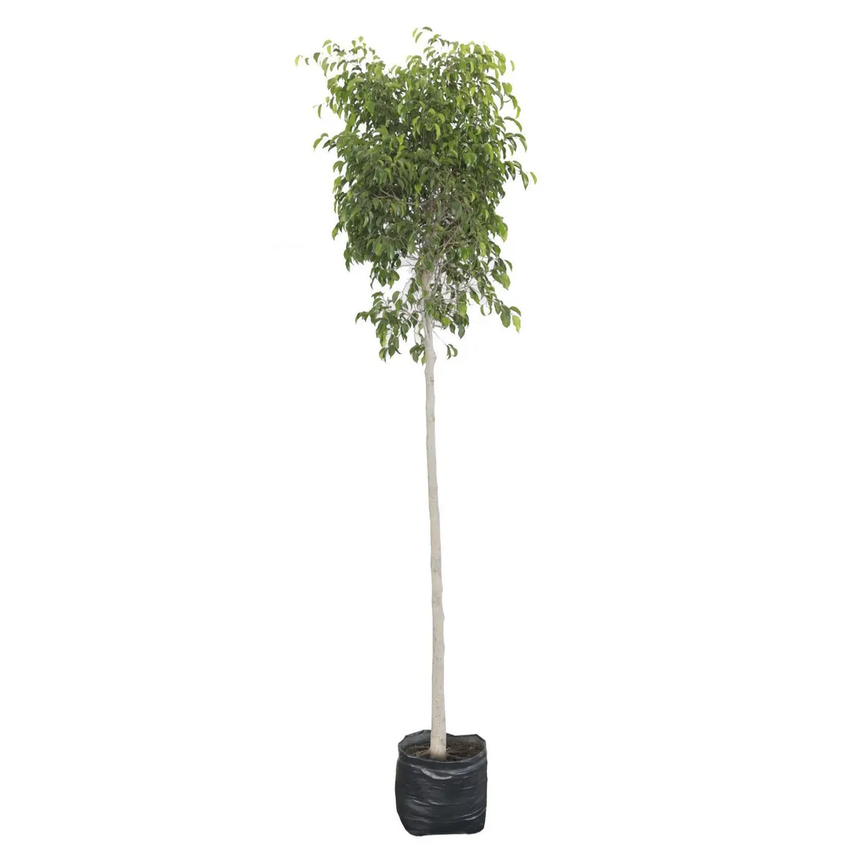 Planta ficus bola, marca Conaplor - Foto Principal
