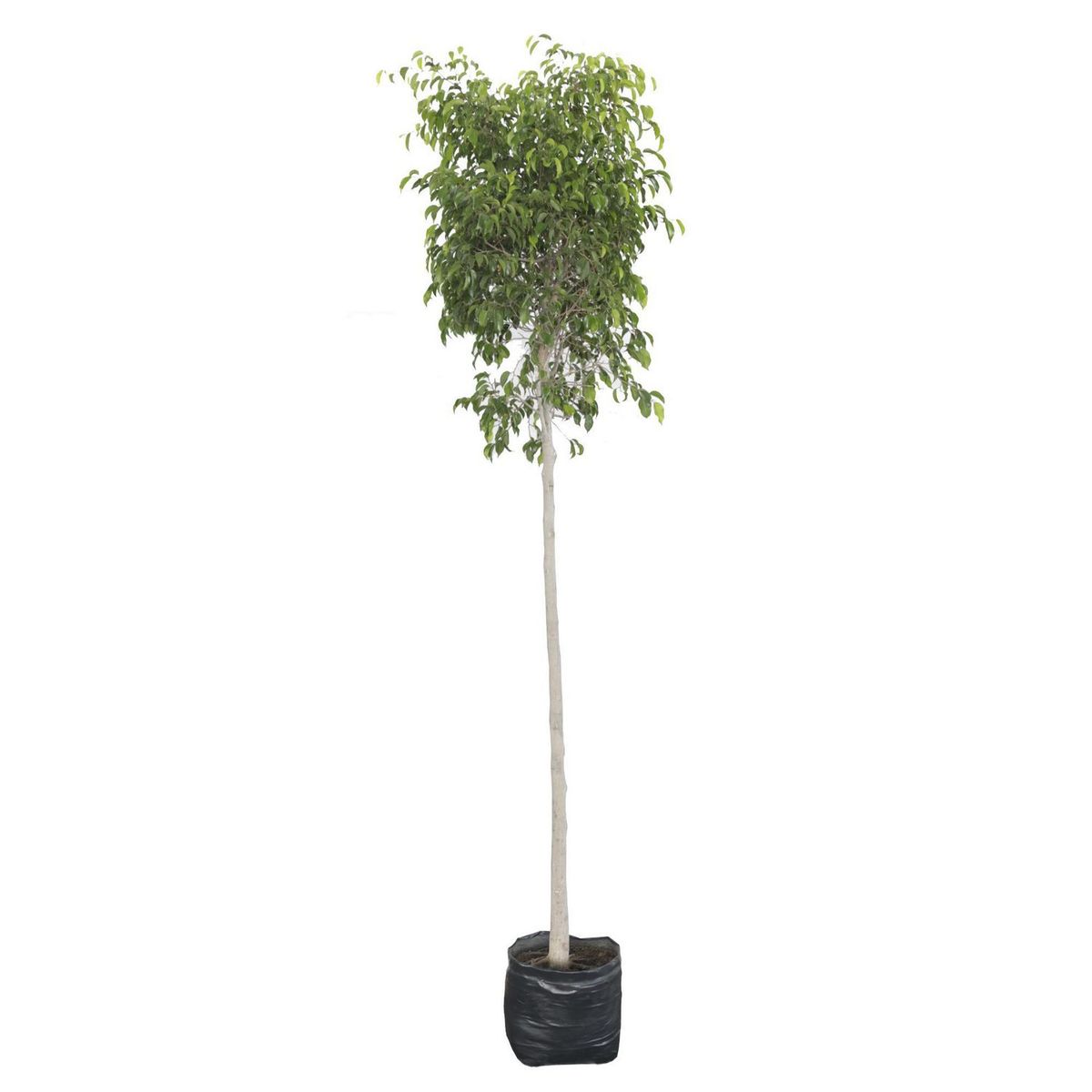 Planta ficus bola, marca Conaplor - Foto Principal
