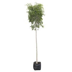 Planta ficus bola