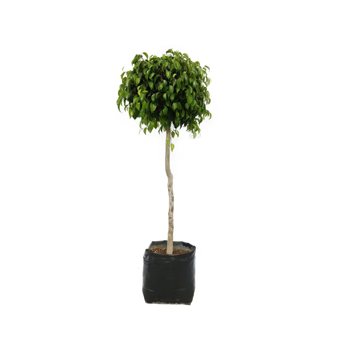 Planta ficus bola, marca Conaplor - Foto 2