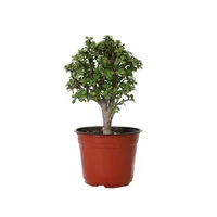 Planta árbol de la abundancia m5"