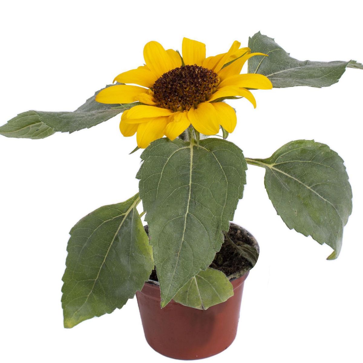 Conaplor - Planta natural girasol m6"