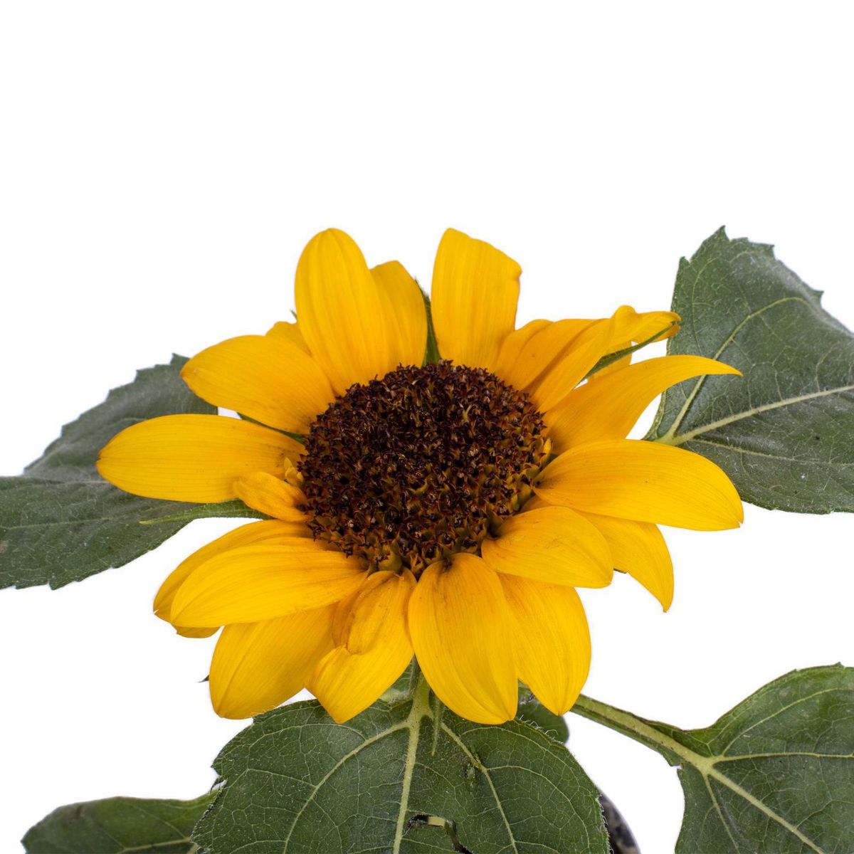 Conaplor - Planta natural girasol m6"
