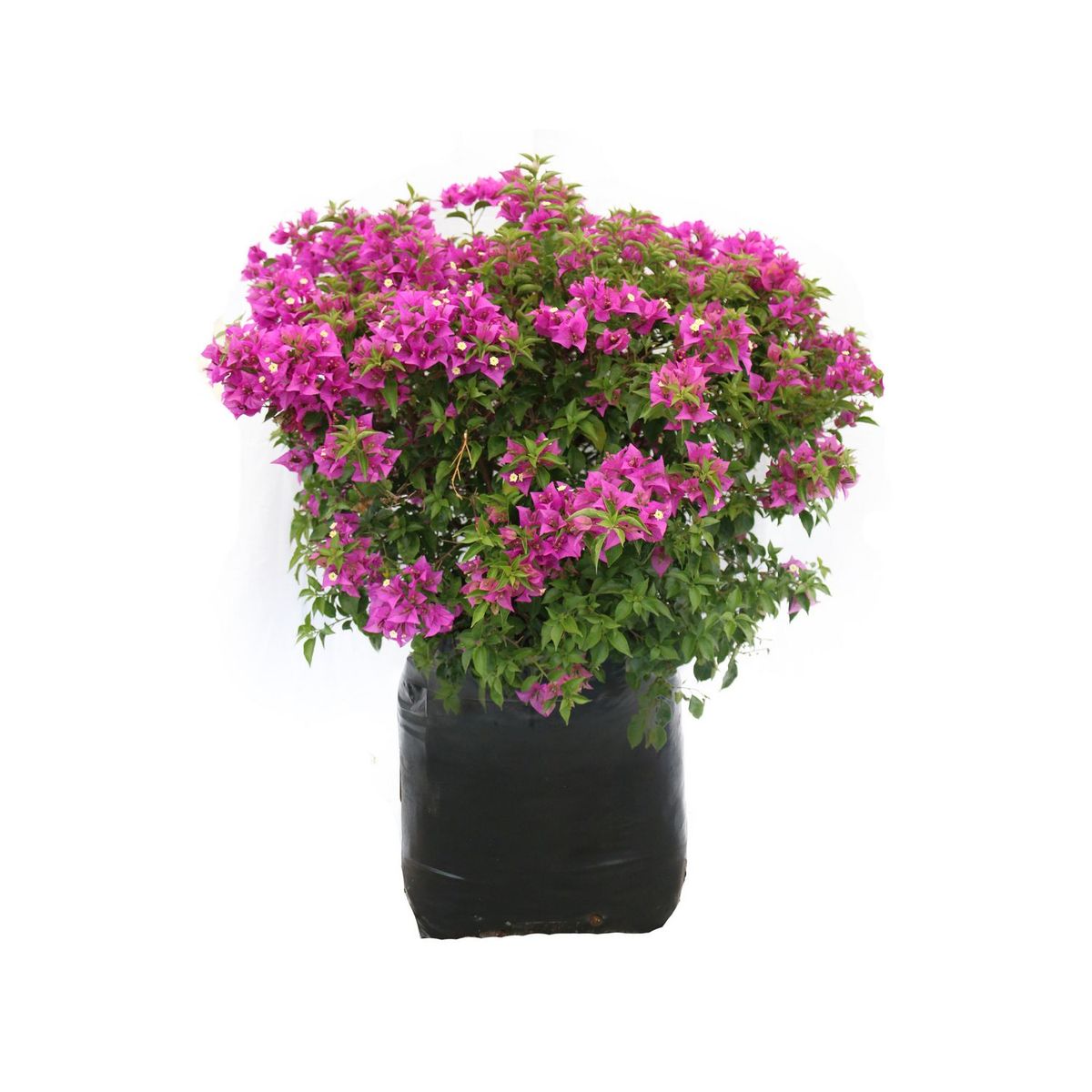 Conaplor - Planta bugambilia minimorada b45