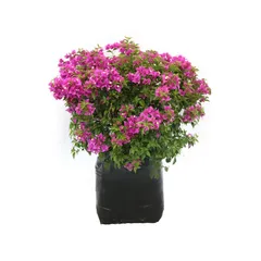Planta bugambilia minimorada b45