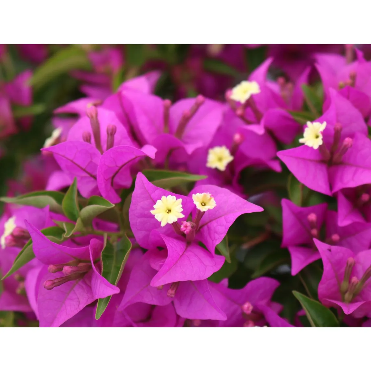 Conaplor - Planta bugambilia minimorada b45