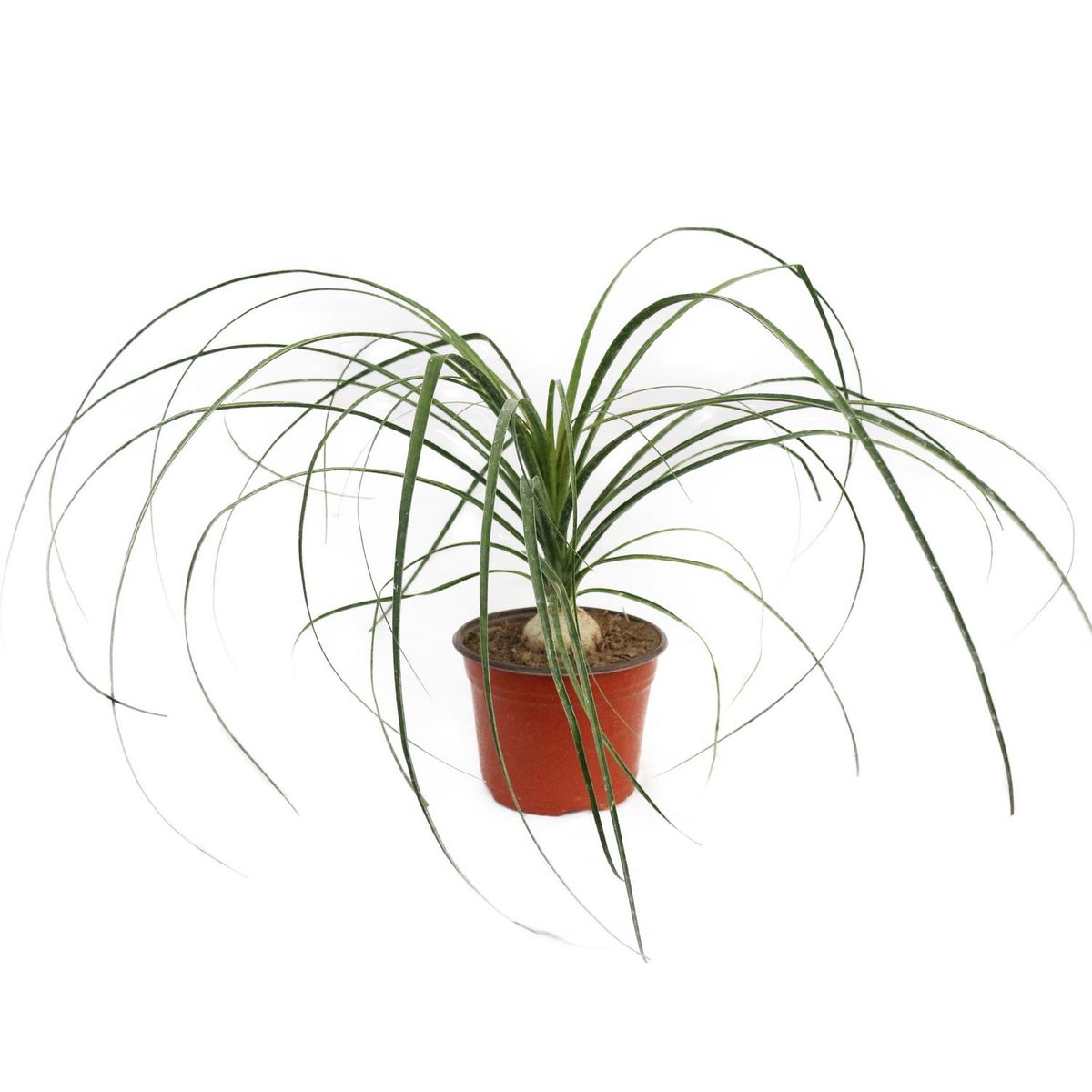 Planta pata de elefante m6", marca Conaplor - Foto Principal