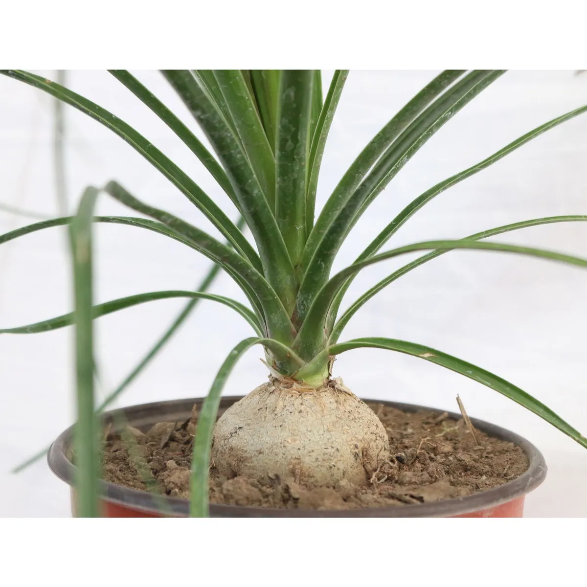 Planta pata de elefante m6", marca Conaplor - Foto 2
