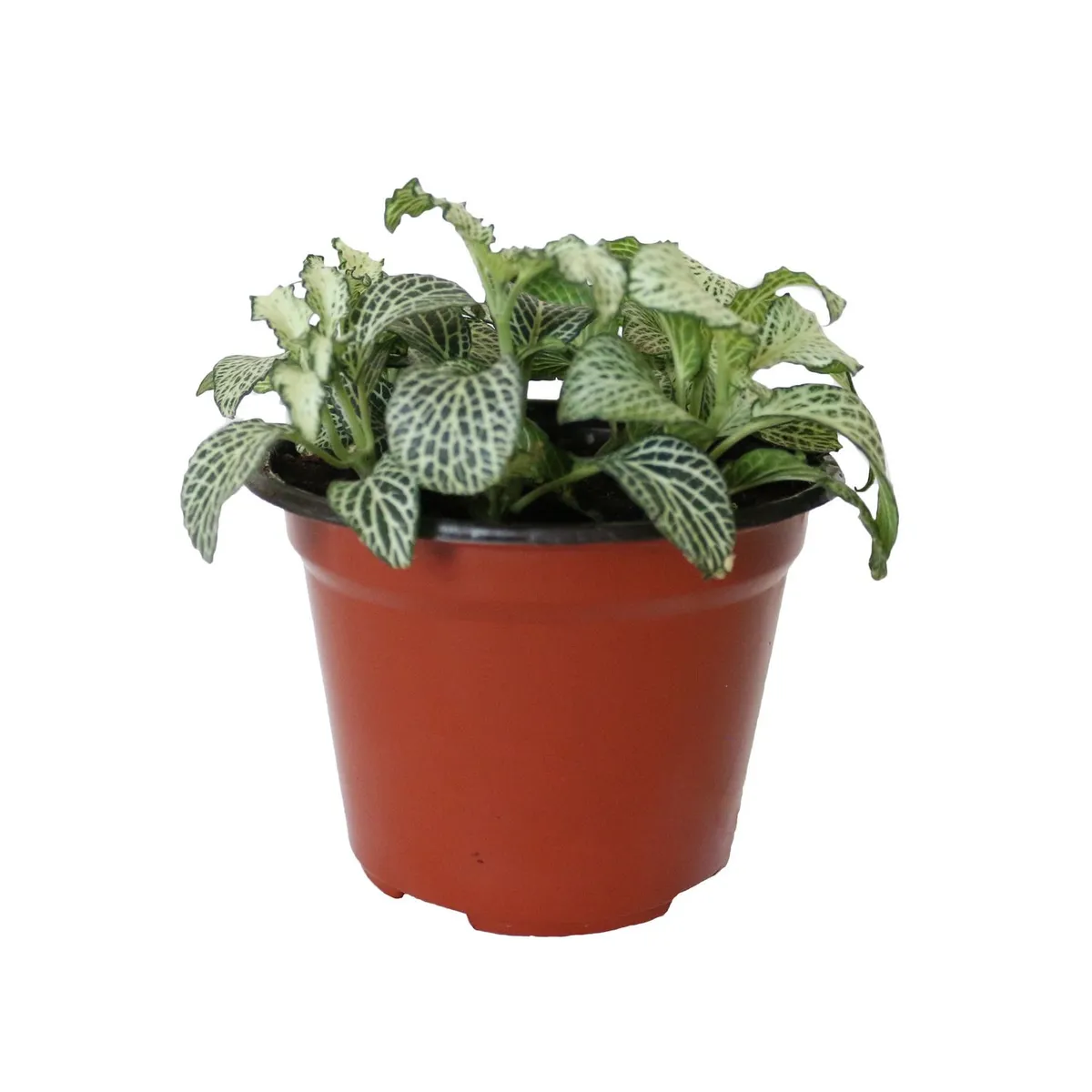 Conaplor - Planta fitonia colores m5"