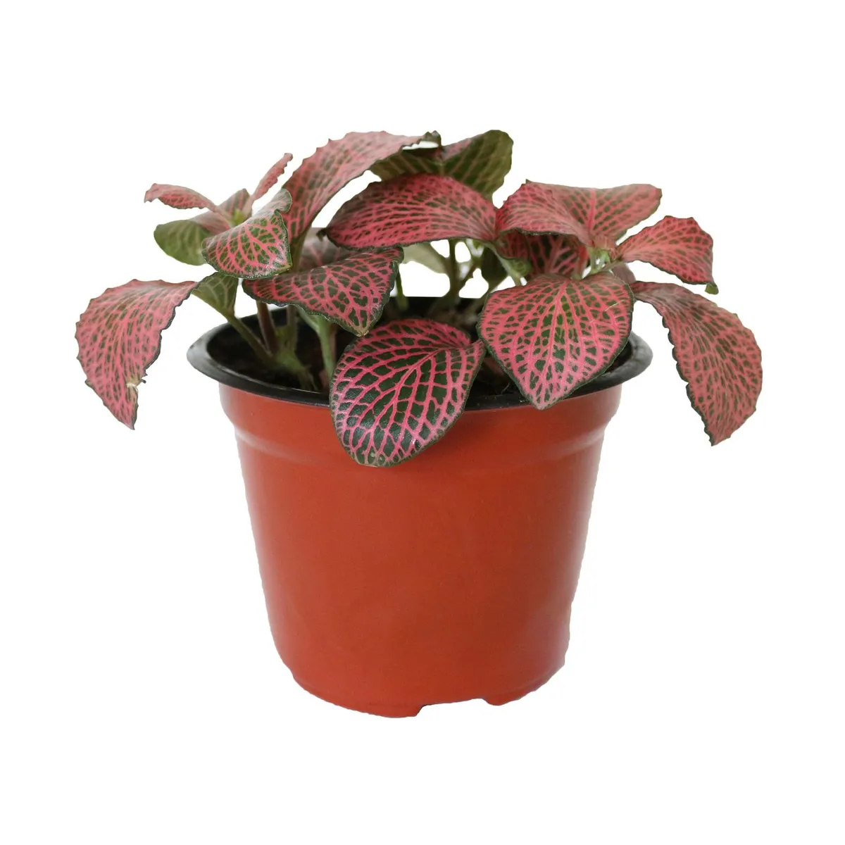 Conaplor - Planta fitonia colores m5"
