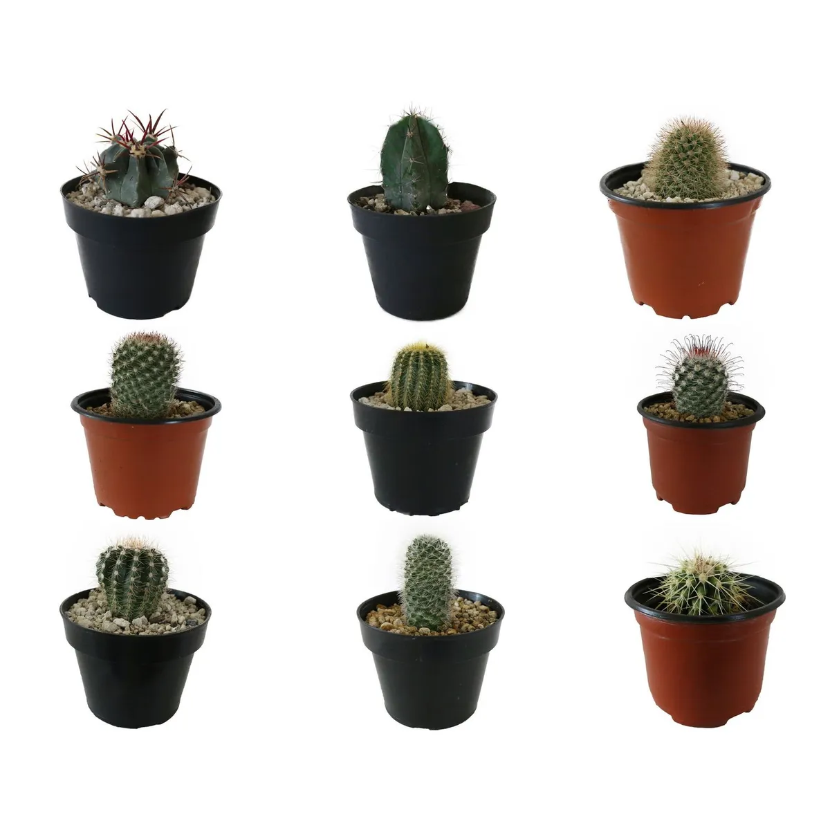 Planta cactus varios m4", marca Conaplor - Foto Principal