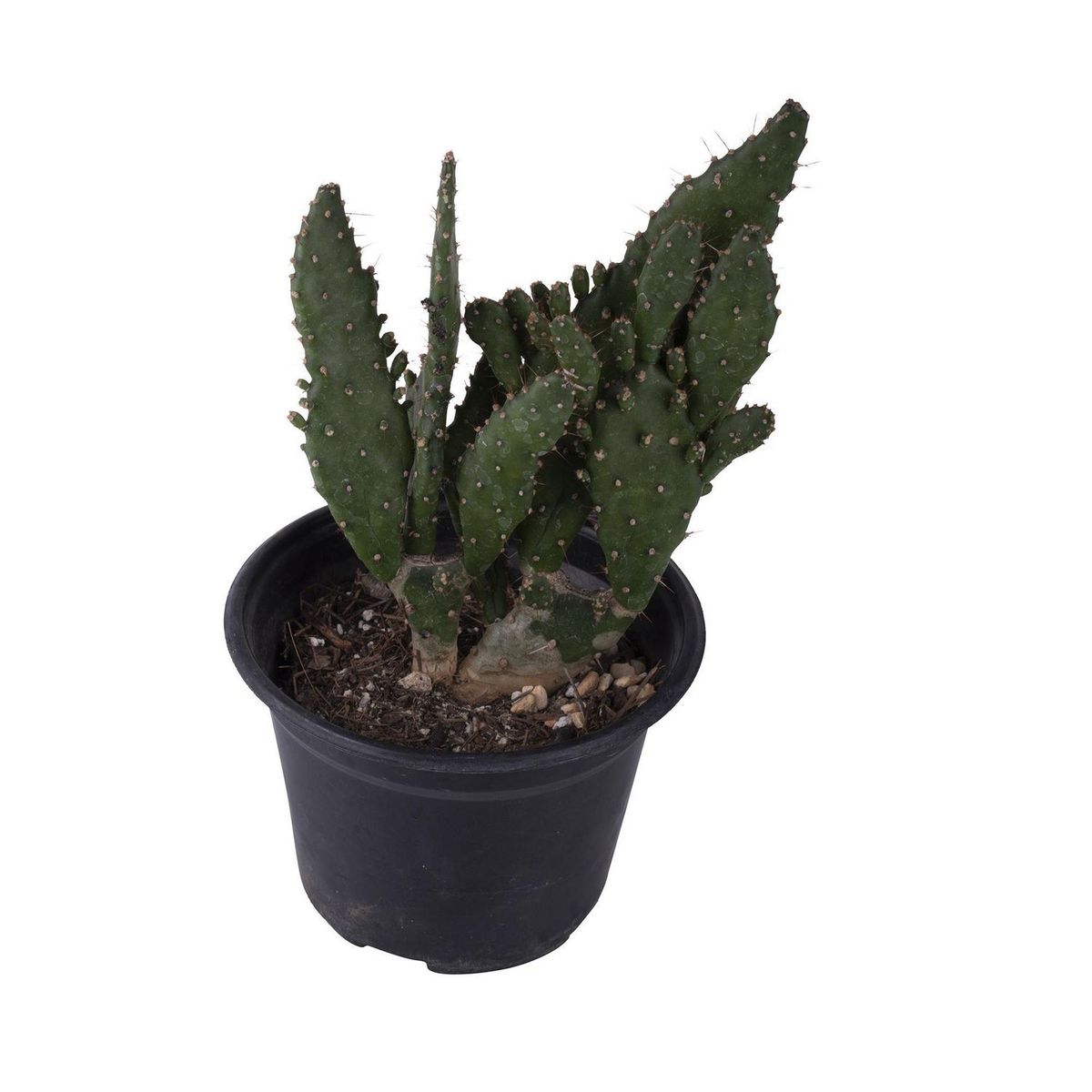Planta cactus varios m4", marca Conaplor - Foto 2