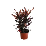 Planta croton mamey colores m6"