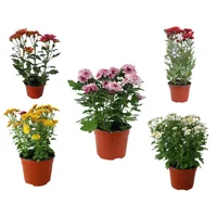 Planta crisantemo colores m6"