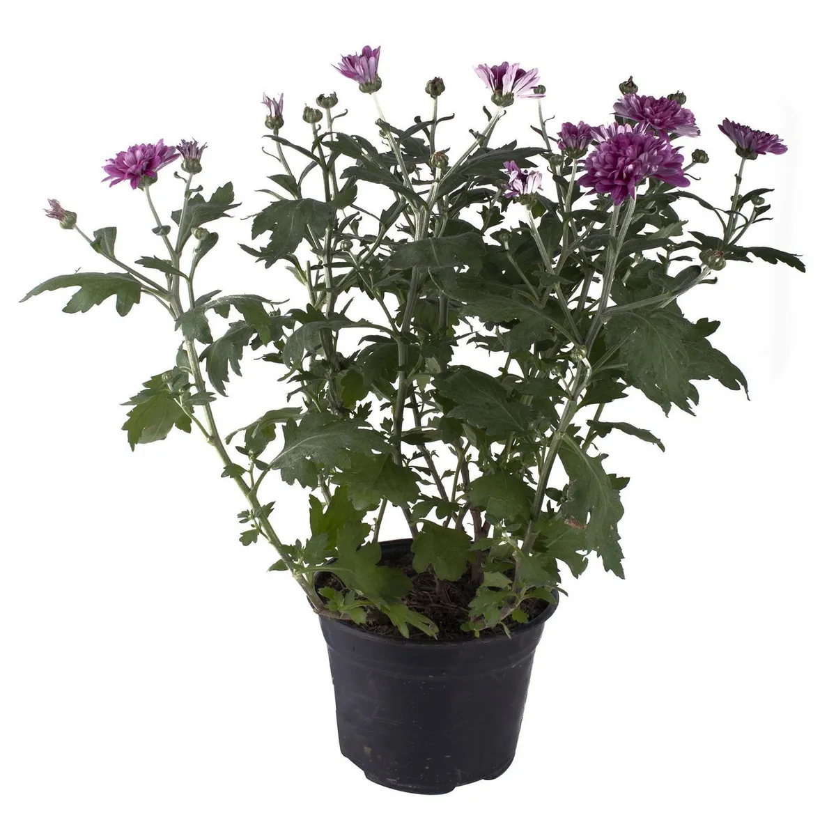 Planta crisantemo colores m6", marca Conaplor - Foto 2