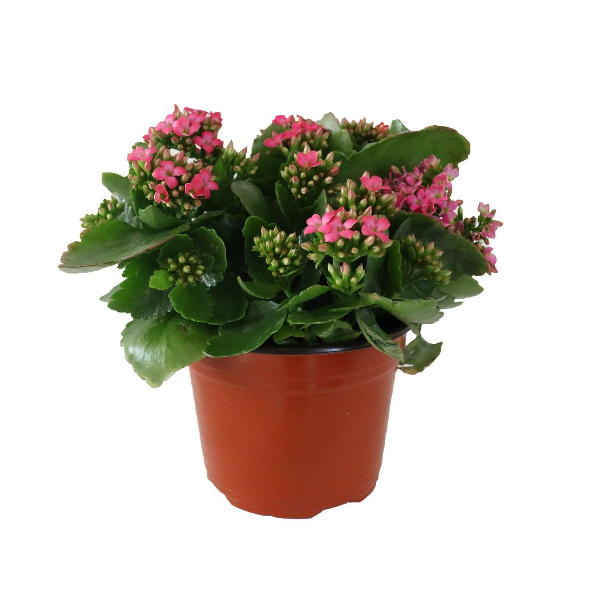 Conaplor - Planta kalanchoe colores m6"