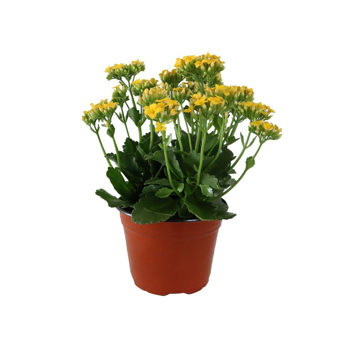 Conaplor - Planta kalanchoe colores m6"