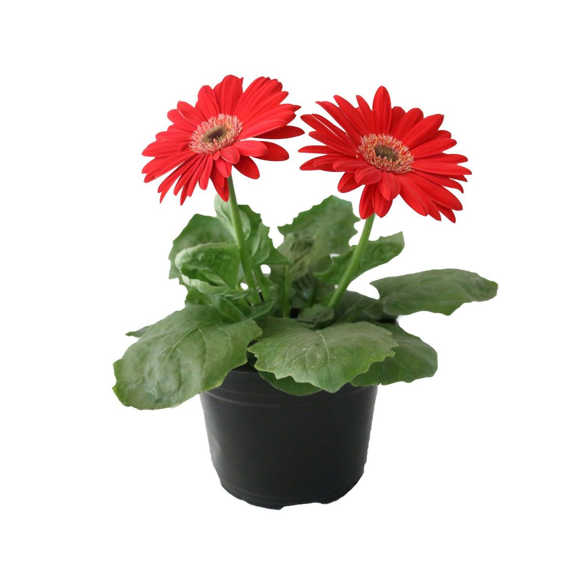 Conaplor - Planta Gerbera Colores M6"